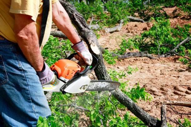 Best Arborist Services Near Me  in Oberlin, KS